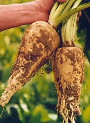 Is inulin made from corn