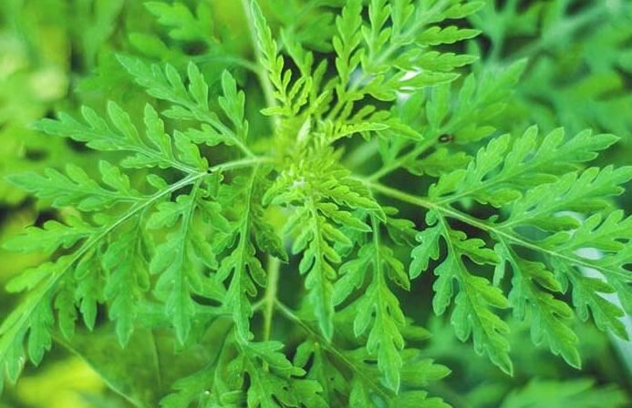 artemisinin side effects