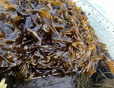 Kelp vs mořské řasy: Klíčové rozdíly, výhody, použití a který z nich je lepší?