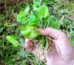 Centella Asiatica extract – – výrobní proces funkce