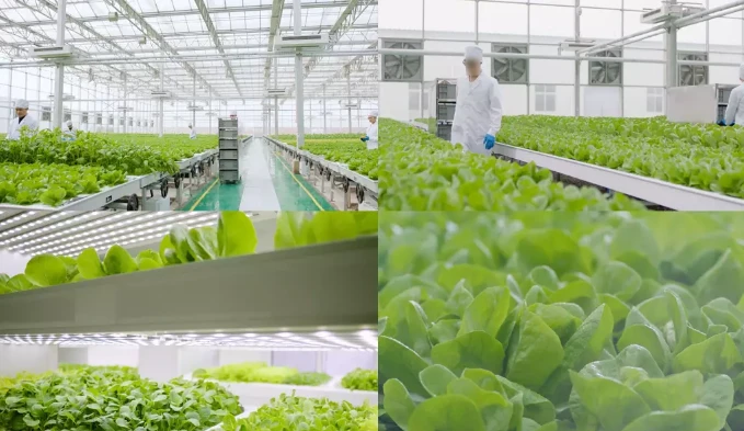 Undersun kontroluje naši organickou zeleninovou základnu v Zhejiang