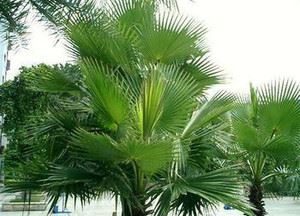 Kolik pily palmetto je příliš?