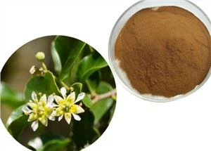 Quillaja Saponaria prášek